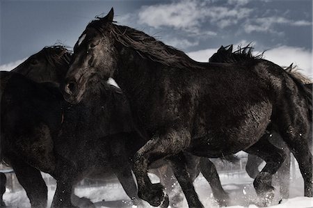 simsearch:669-08914672,k - Horses running on the snow field Stock Photo - Premium Royalty-Free, Code: 669-08914768