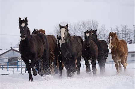 Horses running on the snow field Photographie de stock - Premium Libres de Droits, Code: 669-08914798