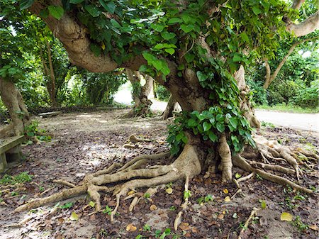 Banyan Photographie de stock - Premium Libres de Droits, Code: 669-08944001
