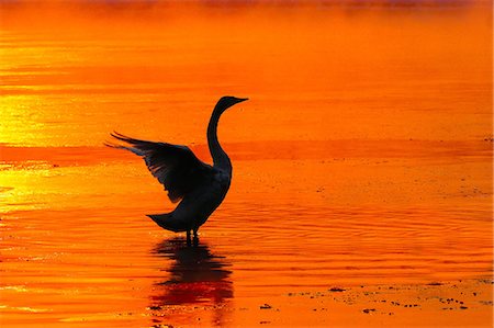 stimulation - Swan and river in the morning glow Stock Photo - Premium Royalty-Free, Code: 669-08944086