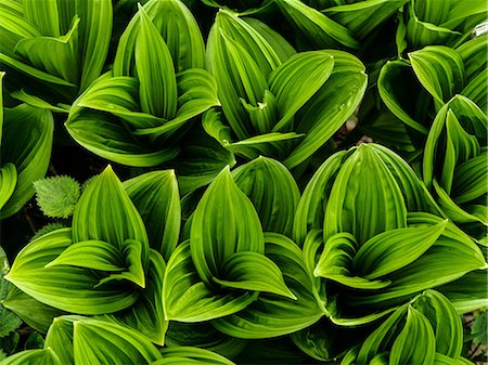 Plants in spring Stock Photo - Premium Royalty-Free, Code: 669-08943985