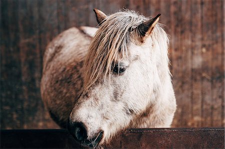 expressif (comportement) - Dosanko horse at night Photographie de stock - Premium Libres de Droits, Code: 669-09112186