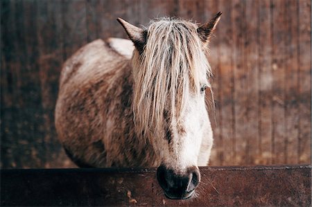 expressif (comportement) - Dosanko horse at night Photographie de stock - Premium Libres de Droits, Code: 669-09112187