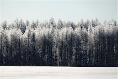White Birch in Winter Stock Photo - Premium Royalty-Free, Code: 669-09112195