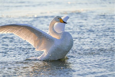 ein tier - Swan in winter Stockbilder - Premium RF Lizenzfrei, Bildnummer: 669-09112198