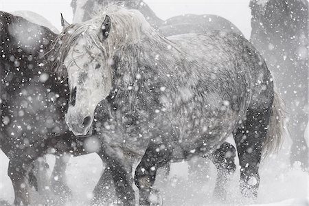 plains - Horse in Winter Stock Photo - Premium Royalty-Free, Code: 669-09112200