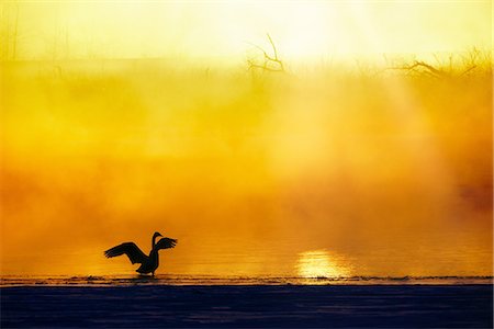 stimulation - Swan and frost smoke Stock Photo - Premium Royalty-Free, Code: 669-09112212