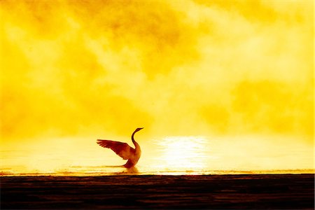 stimulation - Swan and frost smoke Stock Photo - Premium Royalty-Free, Code: 669-09112213