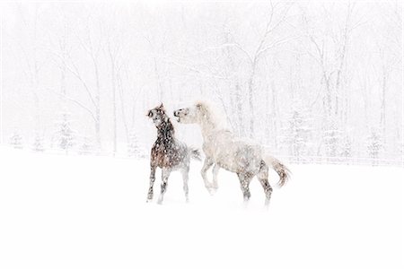 simsearch:669-09112215,k - Horse Running in Snow Field Foto de stock - Sin royalties Premium, Código: 669-09112222