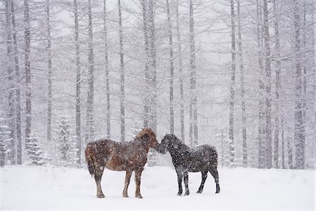 expressif (comportement) - Dosanko horse at night Photographie de stock - Premium Libres de Droits, Code: 669-09112223