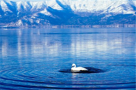 Swan at Lake Kussharo, Hokkaido, Japan Stock Photo - Premium Royalty-Free, Code: 669-09112235
