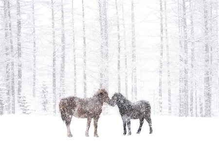 Dosanko horse at night Stock Photo - Premium Royalty-Free, Code: 669-09112238