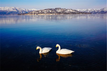 Swan at Lake Kussharo, Hokkaido, Japan Stock Photo - Premium Royalty-Free, Code: 669-09112244