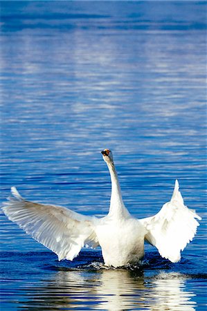simsearch:669-09112215,k - Swan at Lake Kussharo, Hokkaido, Japan Foto de stock - Sin royalties Premium, Código: 669-09112246