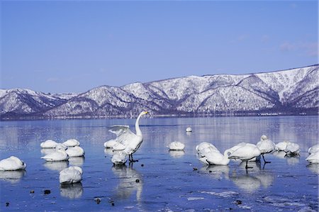 Swans in Lake Kussharo, Hokkaido, Japan Stock Photo - Premium Royalty-Free, Code: 669-09130228
