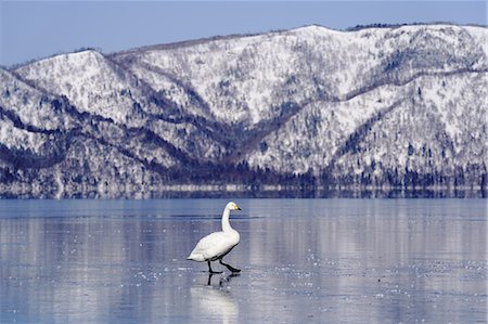 Swans in Lake Kussharo, Hokkaido, Japan Foto de stock - Sin royalties Premium, Código: 669-09130229