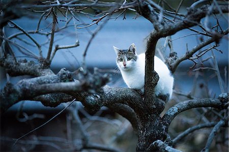 Cat Photographie de stock - Premium Libres de Droits, Code: 669-09130246