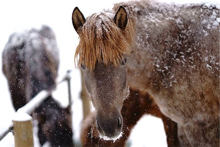 expressif (comportement) - Dosanko horse at night Photographie de stock - Premium Libres de Droits, Code: 669-09130299