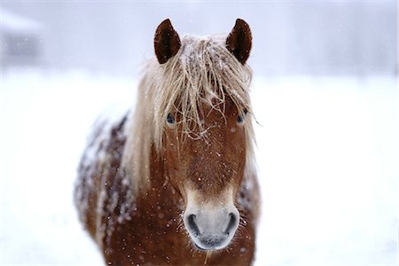 simsearch:669-09146301,k - Dosanko horse at night Photographie de stock - Premium Libres de Droits, Code: 669-09130291