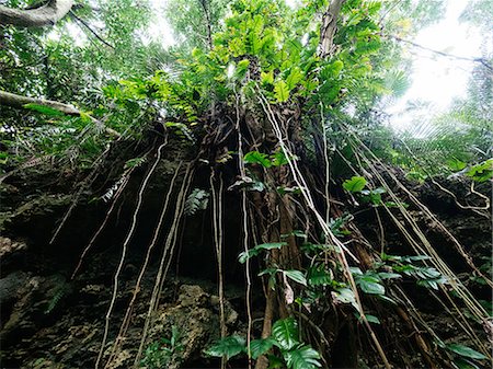 stimulation - Jungle at Ishigaki Island, Okinawa Prefecture, Japan Stock Photo - Premium Royalty-Free, Code: 669-09146016