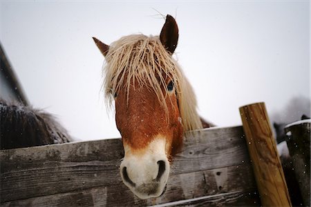 Dosanko horse at night Photographie de stock - Premium Libres de Droits, Code: 669-09146037