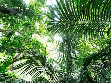 Jungle Stock Photo - Premium Royalty-Free, Code: 669-09146254