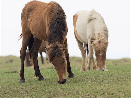 Yonaguni Horse Stock Photo - Premium Royalty-Free, Code: 669-09146259