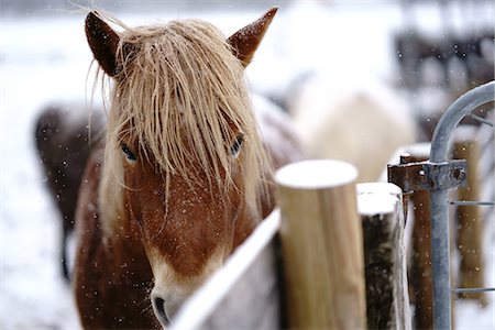 expressif (comportement) - Dosanko horse at night Photographie de stock - Premium Libres de Droits, Code: 669-09146264