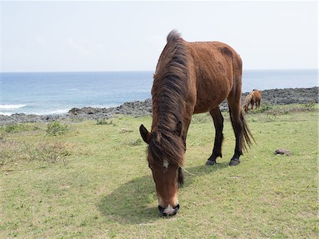 Yonaguni Horse Photographie de stock - Premium Libres de Droits, Code: 669-09146260