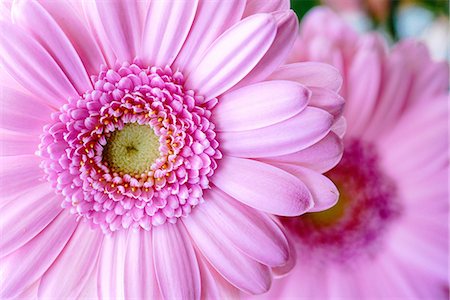 Pink Gerbera Stock Photo - Premium Royalty-Free, Code: 669-09146285