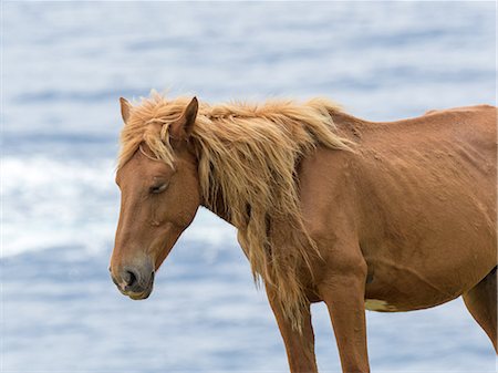 Yonaguni Horse Photographie de stock - Premium Libres de Droits, Code: 669-09146281