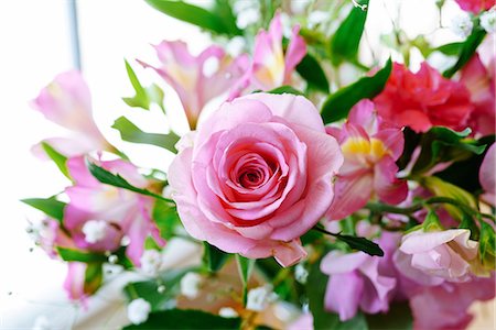 Pink Rose Stock Photo - Premium Royalty-Free, Code: 669-09146283