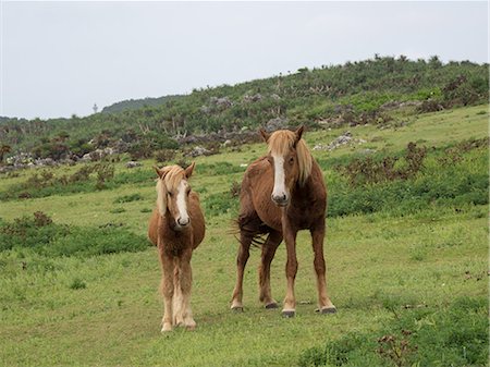 Yonaguni Horse Stock Photo - Premium Royalty-Free, Code: 669-09146295