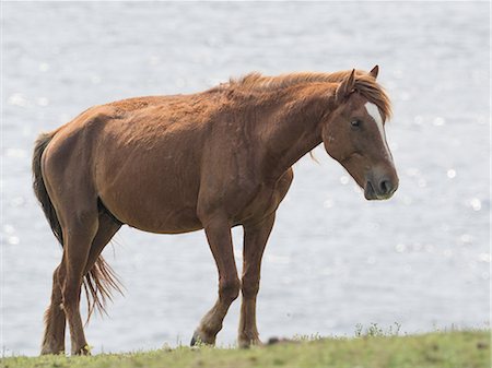 Yonaguni Horse Photographie de stock - Premium Libres de Droits, Code: 669-09146324