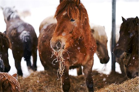 expressif (comportement) - Horse in Winter Photographie de stock - Premium Libres de Droits, Code: 669-09158253