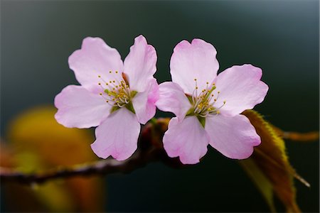 Cherry Blossoms Stock Photo - Premium Royalty-Free, Code: 669-09162869