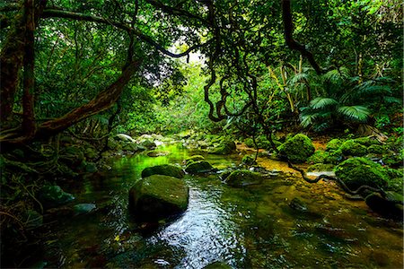 Jungle in Iriomote Island, Okinawa Prefecture, Japan Photographie de stock - Premium Libres de Droits, Code: 669-09162904