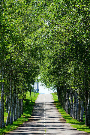White Birch Tree line Stock Photo - Premium Royalty-Free, Code: 669-09202643