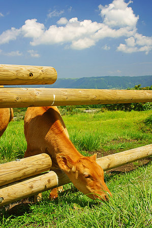Calf in Ranch Stock Photo - Premium Royalty-Free, Code: 669-09203977