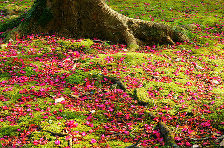 Falling Camellia Sasanqua Foto de stock - Sin royalties Premium, Código: 669-09241784