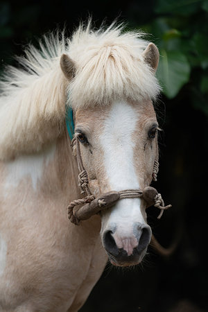 simsearch:669-09146261,k - Horse in Taketomi Island, Okinawa Prefecture, Japan Foto de stock - Sin royalties Premium, Código: 669-09254913