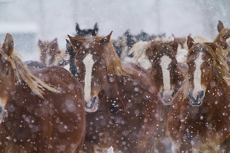 simsearch:669-09112215,k - Horse Running in Snow Field Foto de stock - Sin royalties Premium, Código: 669-09254931