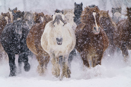 simsearch:669-09130268,k - Horse Running in Snow Field Foto de stock - Sin royalties Premium, Código: 669-09254941