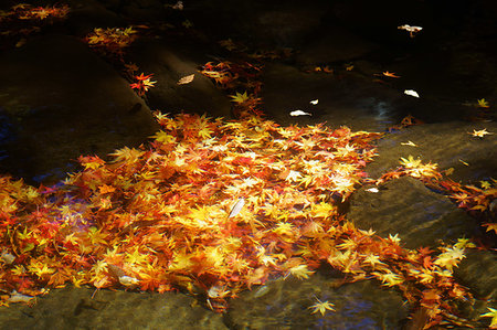 simsearch:622-07519537,k - Autumn leaves in river bed Photographie de stock - Premium Libres de Droits, Code: 669-09255053
