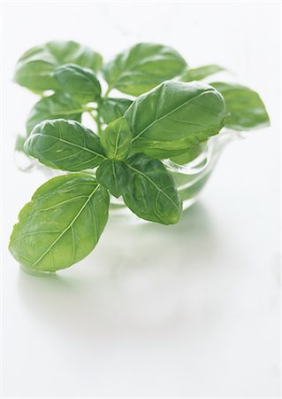 Basilic Photographie de stock - Premium Libres de Droits, Code: 670-04249216