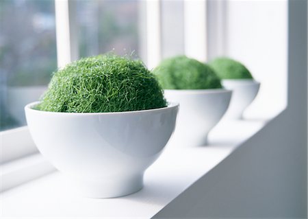 Moss balls Foto de stock - Sin royalties Premium, Código: 670-04249219