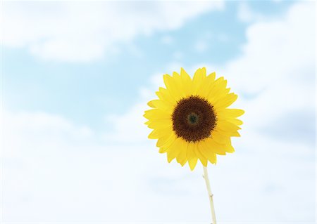 Sunflower Foto de stock - Sin royalties Premium, Código: 670-04249234