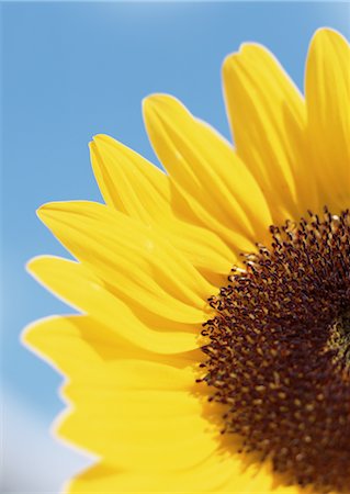 Sunflower Foto de stock - Sin royalties Premium, Código: 670-04249233