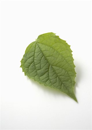 ecology - Leaf Stock Photo - Premium Royalty-Free, Code: 670-04249554