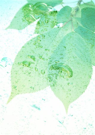 preserver - Leaves and bubbles Stock Photo - Premium Royalty-Free, Code: 670-04249659